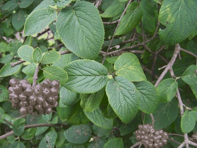 Kalina hordowina (Viburnum lantana).jpg