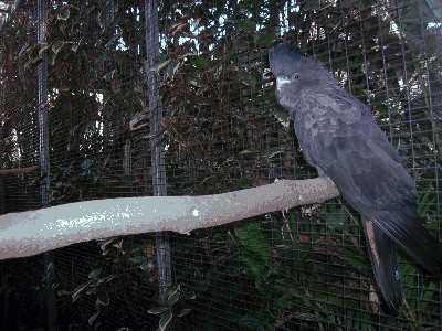 Żałobnica rudosterna - Calyptorhynchus magnificus 2.jpg