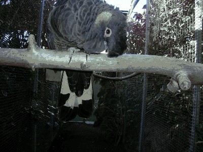 Żałobnica żółtosterna - Calyptorhynchus funereus funereus 5.jpg