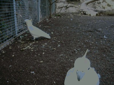 Kakadu żółtoczuba - Cacatua galerita 1.jpg