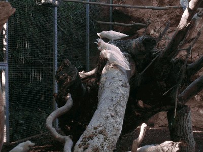 Inka.Kakadu ognistoczuba - Cacatua leadbeateri 2.jpg