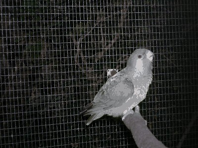 Afrykanka brunatnogłowa - Poicephalus cryptoxanthus 1.jpg