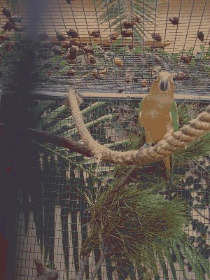 Konura .......... - Aratinga pertinax surinama 1.jpg