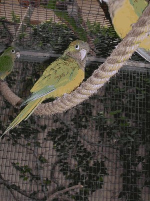 Konura kaktusowa - Aratinga cactorum 1.jpg