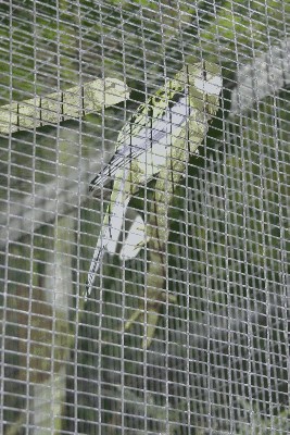 Rozella białolica - Platycercus eximus.jpg