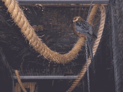 Rozella żółtolica - Platycercus icterotis 1.jpg