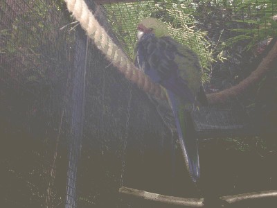 Rozella tasmańska - Platycercus caledonicus 1.jpg