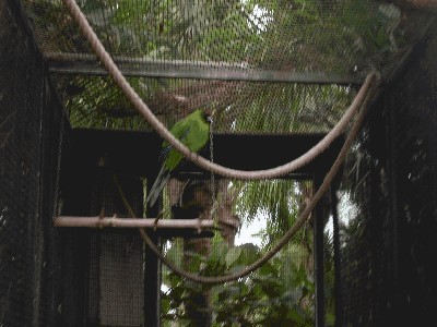 Modrolotka zielonoczuba - Eunymphicus cornutus uvaensis 1.jpg