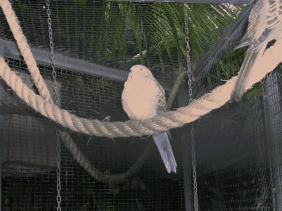 Łąkówka liliowa - Neophema bourkii 1.jpg