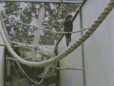 Lora przepasana - Eos histrio talautensis 1.jpg