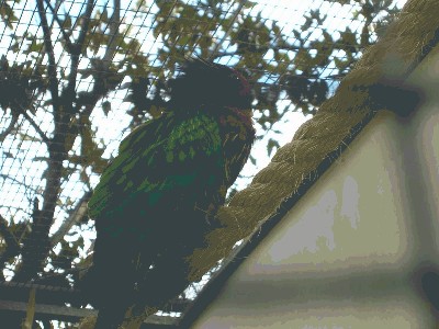 Lora zielona - Chalcopsitta scintillata 1.jpg