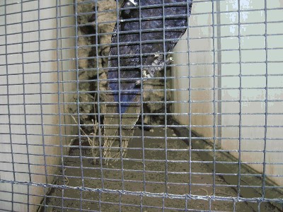 Lora czarna - Chalcopsitta atra atra 4.jpg