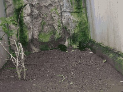 Lora czarna - Chalcopsitta atra atra 3.jpg