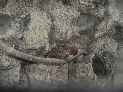 Lora szkarłatna - Chalcopsitta cardinalis 1.jpg