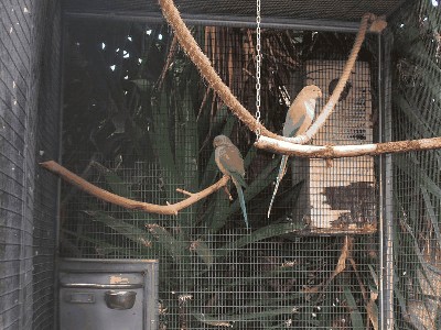 Aleksandretta obrożna - Psittacula krameri manillensis 1.jpg