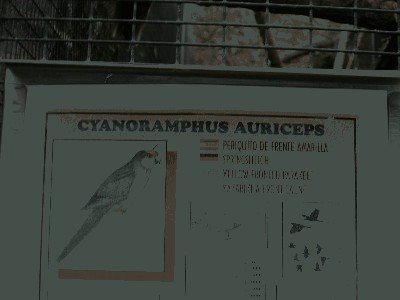 Modrolotka żółtoczapkowa - Cyanoramphus auriceps.jpg