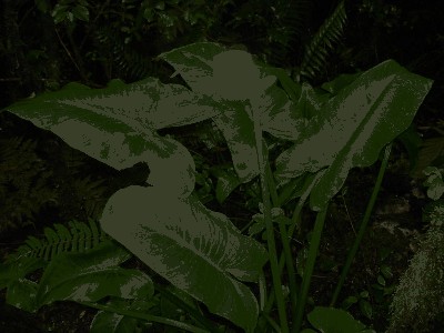 Kalia - Cantedeskia (Zantedeschia Spreng.).jpg