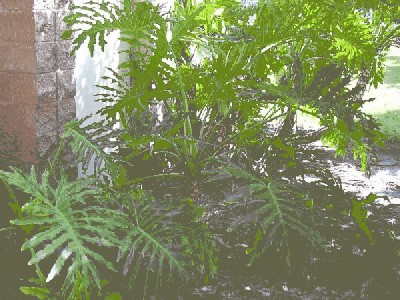 Filodendron (Philodendron Schott).jpg