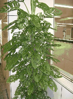 Monstera dziurawa 1.jpg
