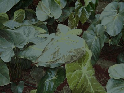 Anturium, kitnia (Anthurium Schott).jpg