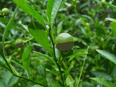 Psianka koralowa (Solanum pseudocapsicum L.).jpg