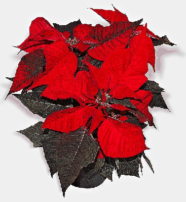 Wilczomlecz nadobny (Euphorbia pulcherrima Willd. ex Klotzsch),.jpg