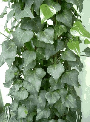 Bluszcz kanaryjski (Hedera canariensis).jpg