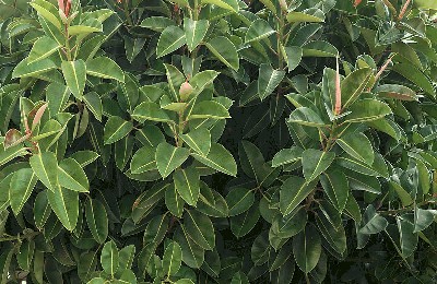 Figowiec, fikus (Ficus L.).jpg