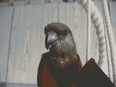 Lusia2.JPG