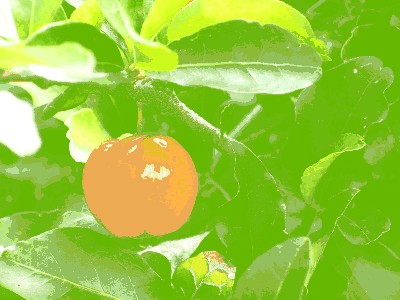 Acerola, cerola.jpg