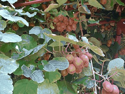 Kiwi, agrest chiński.jpg