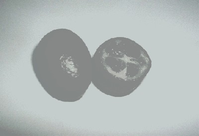 kumkwat.jpg