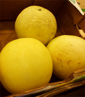 melon zimowy.jpg
