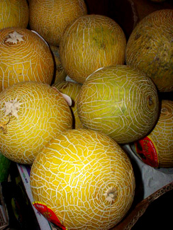 Melon siateczkowy.jpg