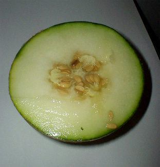Melon - przekrój.jpg