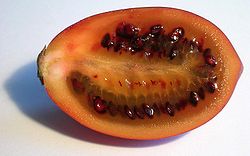 Tomarillo 1.jpg