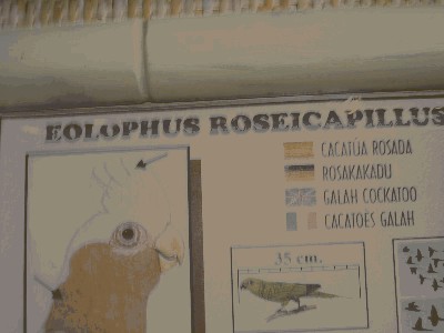 Kakadu różowa - Eolophus roseicapillus.jpg