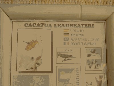 Kakadu ognistoczuba - Cacatua leadbeateri.jpg
