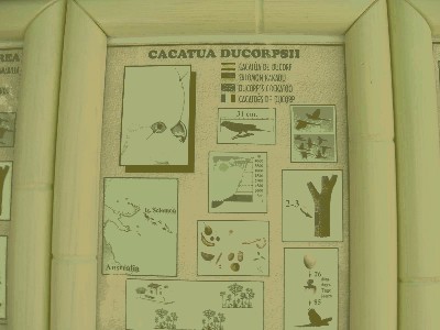 Kakadu mała - Cacatua ducorpsii.jpg