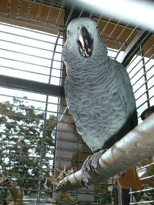 kokuś.jpg