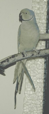 DSC_0242.JPG