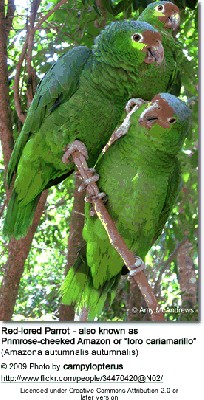 Amazona autumnalis autumnalis.jpg