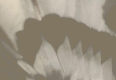 20110205037bbb.JPG
