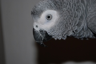 kuki 009.JPG