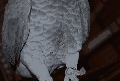 kuki 004.JPG