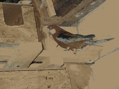 IMG_2423aaa.JPG