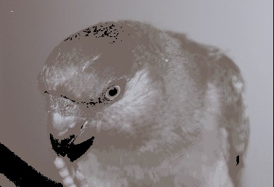 Elfi maj2.jpg