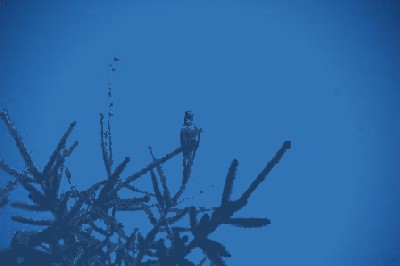 fuksi, szczeniaki I 294.JPG