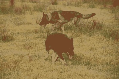 K9BU  Dogs 027.JPG