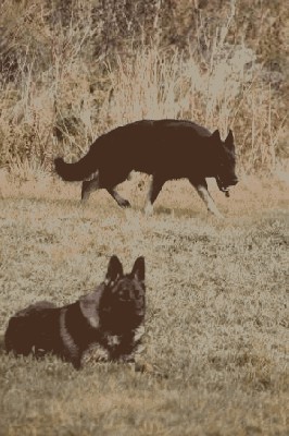 K9BU  Dogs 106.JPG
